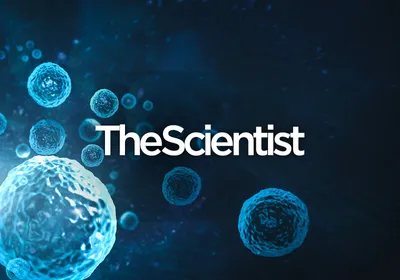 Beyond Cytotoxicity: The Importance of T Cell Memory<br ><br>